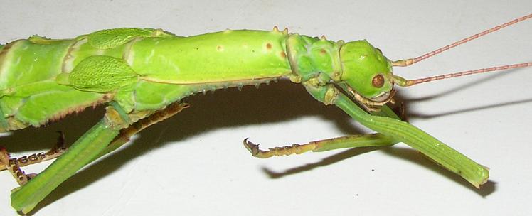Diapherodes gigantea